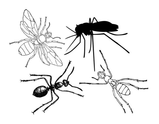 INSEKTU IEROBEŽOŠANAI